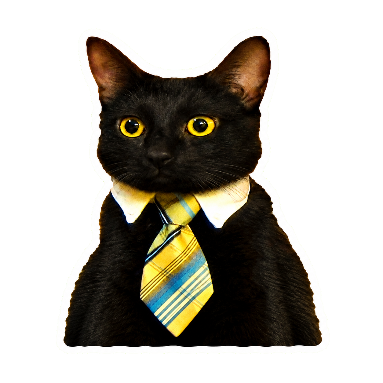Business Cat